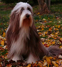 bearded collie Daze