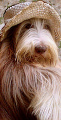 Reggie bearded collie