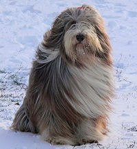 Bearded Collie Reggie