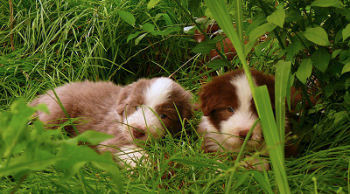 beardie puppies